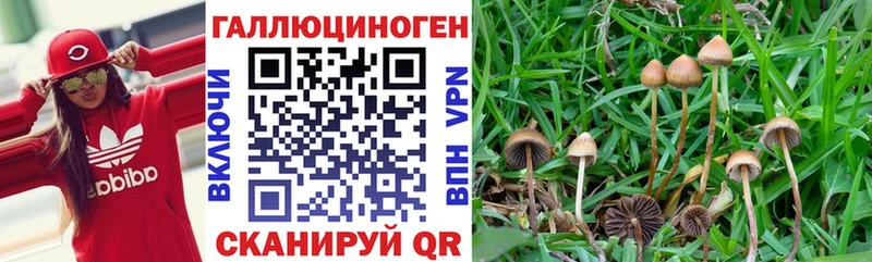 Псилоцибиновые грибы Psilocybe  Купить закладки  Улан-Удэ 